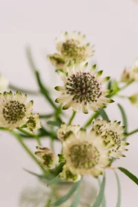 Mariage Printanier Ck traiteur chateau du deffray Labo sauvage fleuriste