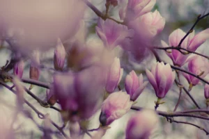 Journal Conseil blog Mariage printemps fleurs locales et de saison février Labo Sauvage Nantes