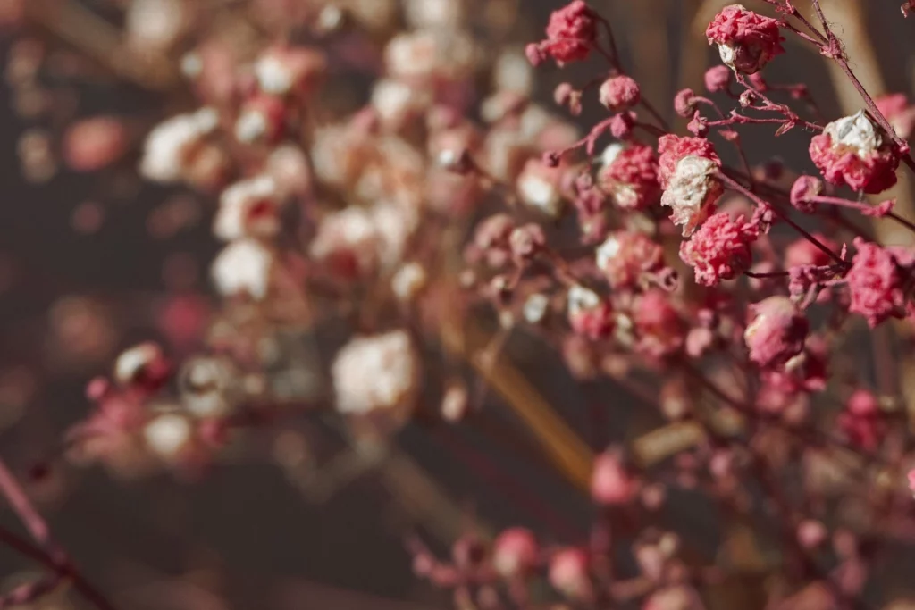 fleurs séchées et stabilisées blog conseil alternative durable aux fleurs fraîches traditionnelles